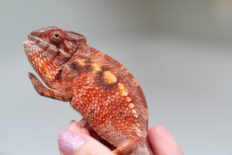 Pet Female Program! - 5 - 6 Month Old Individual - Female #2