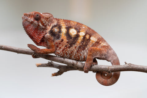 Pet Female Program! - 5 - 6 Month Old Individual - Female #3