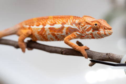 Pet Female Program! - 5 - 6 Month Old Individual - Female #4