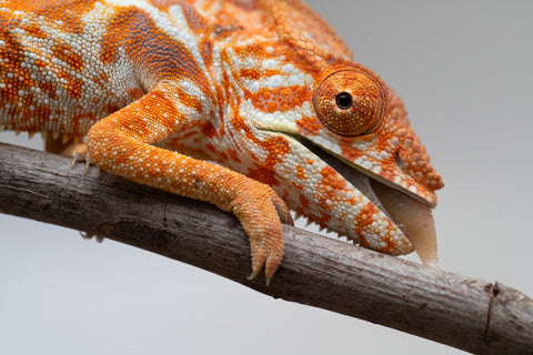Pet Female Program! - 5 - 6 Month Old Individual - Female #4