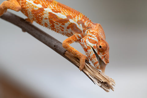 Pet Female Program! - 5 - 6 Month Old Individual - Female #4