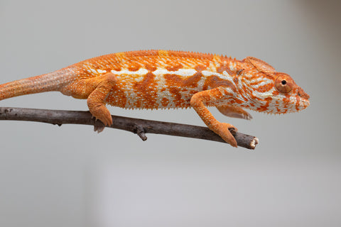 Pet Female Program! - 5 - 6 Month Old Individual - Female #4