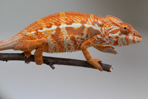 Pet Female Program! - 5 - 6 Month Old Individual - Female #4
