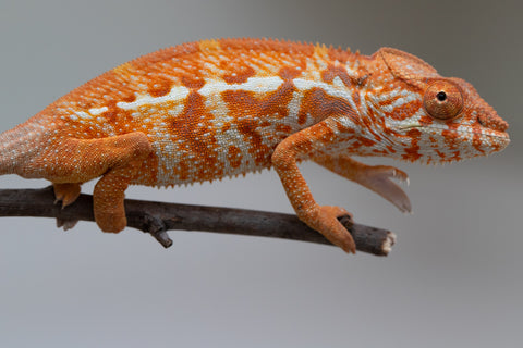 Pet Female Program! - 5 - 6 Month Old Individual - Female #4