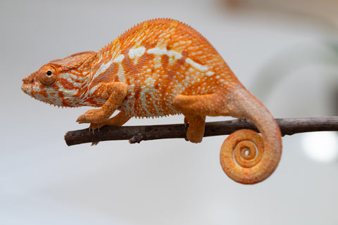 Pet Female Program! - 5 - 6 Month Old Individual - Female #4