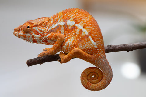 Pet Female Program! - 5 - 6 Month Old Individual - Female #4