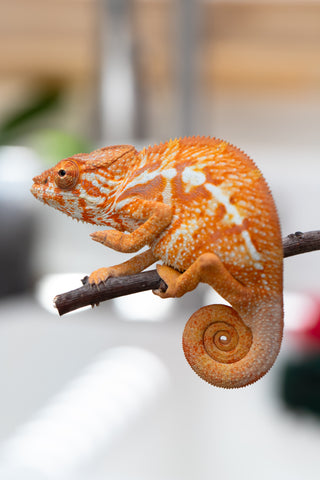 Pet Female Program! - 5 - 6 Month Old Individual - Female #4