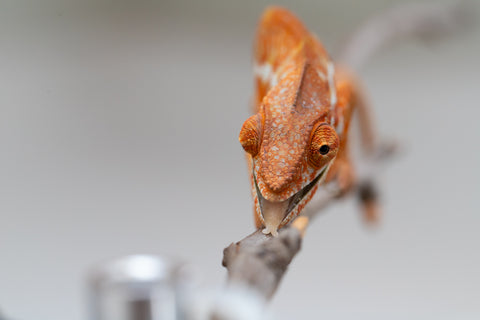 Pet Female Program! - 5 - 6 Month Old Individual - Female #4