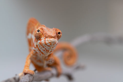 Pet Female Program! - 5 - 6 Month Old Individual - Female #4