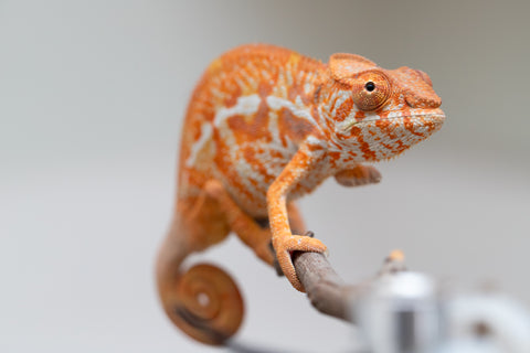Pet Female Program! - 5 - 6 Month Old Individual - Female #4