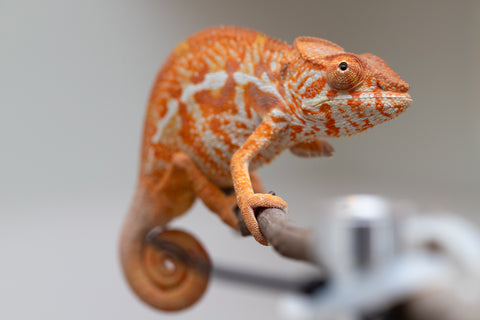 Pet Female Program! - 5 - 6 Month Old Individual - Female #4