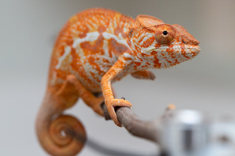 Pet Female Program! - 5 - 6 Month Old Individual - Female #4