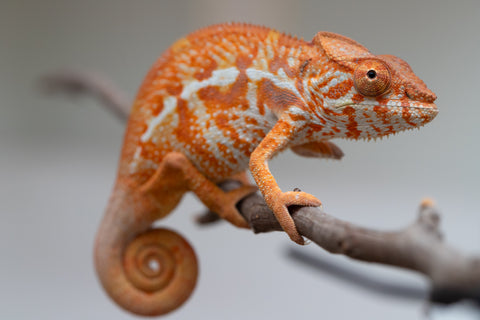 Pet Female Program! - 5 - 6 Month Old Individual - Female #4