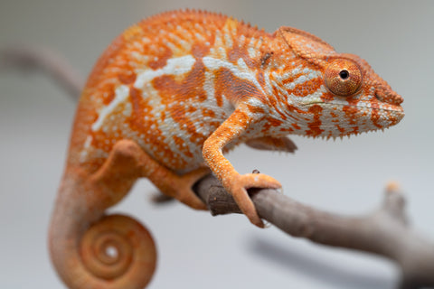 Pet Female Program! - 5 - 6 Month Old Individual - Female #4