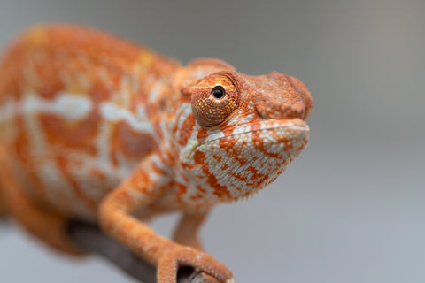 Pet Female Program! - 5 - 6 Month Old Individual - Female #4