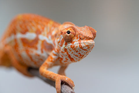 Pet Female Program! - 5 - 6 Month Old Individual - Female #4