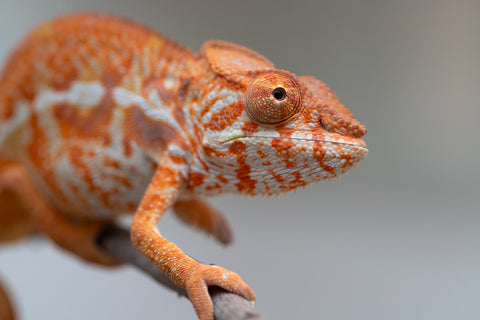 Pet Female Program! - 5 - 6 Month Old Individual - Female #4
