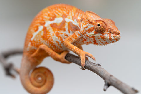 Pet Female Program! - 5 - 6 Month Old Individual - Female #4