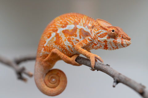 Pet Female Program! - 5 - 6 Month Old Individual - Female #4