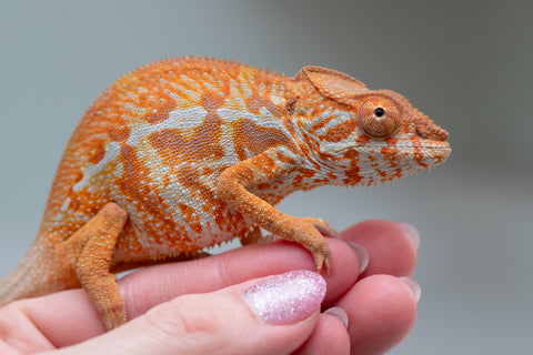 Pet Female Program! - 5 - 6 Month Old Individual - Female #4