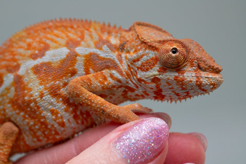 Pet Female Program! - 5 - 6 Month Old Individual - Female #4