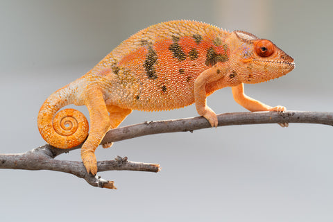 Pet Female Program! - 5 - 6 Month Old Individual - Female #5
