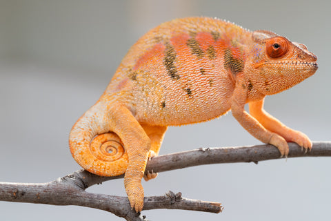 Pet Female Program! - 5 - 6 Month Old Individual - Female #5