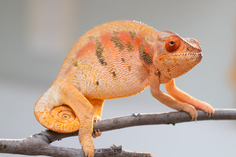 Pet Female Program! - 5 - 6 Month Old Individual - Female #5