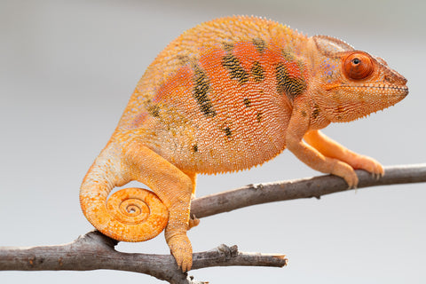 Pet Female Program! - 5 - 6 Month Old Individual - Female #5