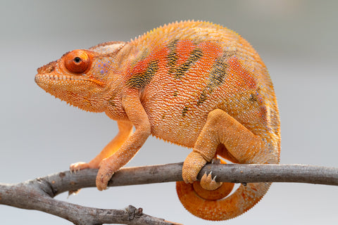 Pet Female Program! - 5 - 6 Month Old Individual - Female #5