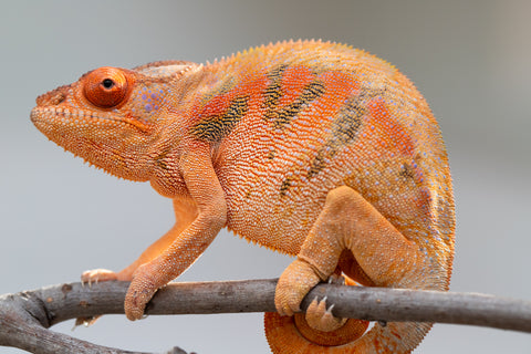 Pet Female Program! - 5 - 6 Month Old Individual - Female #5
