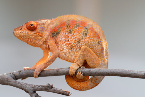 Pet Female Program! - 5 - 6 Month Old Individual - Female #5