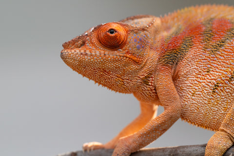 Pet Female Program! - 5 - 6 Month Old Individual - Female #5