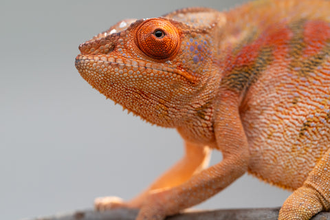 Pet Female Program! - 5 - 6 Month Old Individual - Female #5