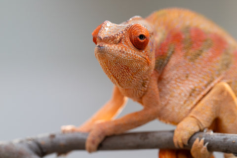 Pet Female Program! - 5 - 6 Month Old Individual - Female #5