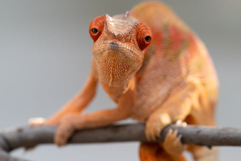 Pet Female Program! - 5 - 6 Month Old Individual - Female #5