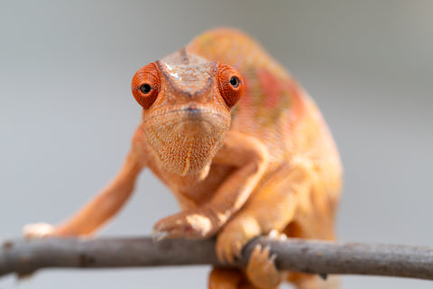 Pet Female Program! - 5 - 6 Month Old Individual - Female #5