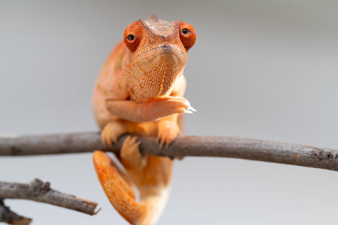 Pet Female Program! - 5 - 6 Month Old Individual - Female #5