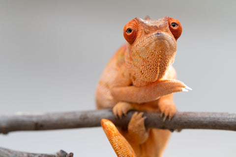 Pet Female Program! - 5 - 6 Month Old Individual - Female #5