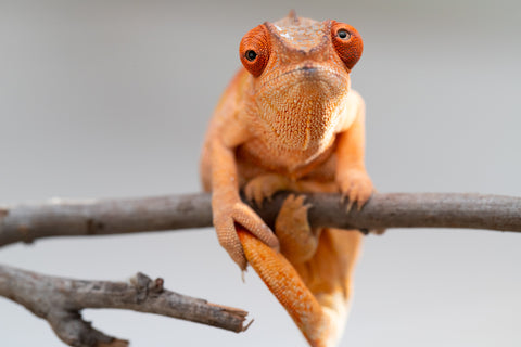 Pet Female Program! - 5 - 6 Month Old Individual - Female #5
