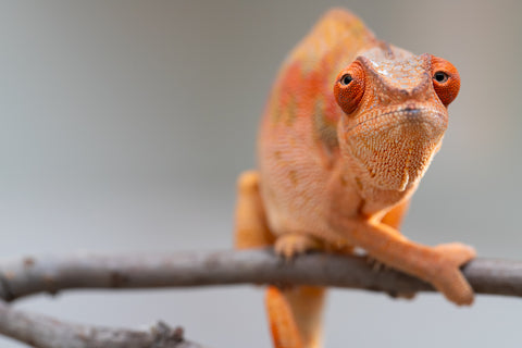Pet Female Program! - 5 - 6 Month Old Individual - Female #5