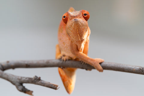 Pet Female Program! - 5 - 6 Month Old Individual - Female #5
