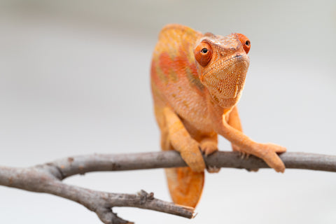 Pet Female Program! - 5 - 6 Month Old Individual - Female #5