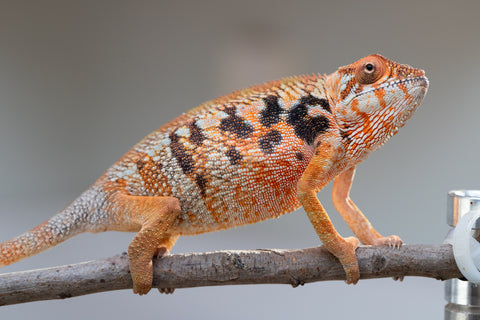 Pet Female Program! - 5 - 6 Month Old Individual - Female #6