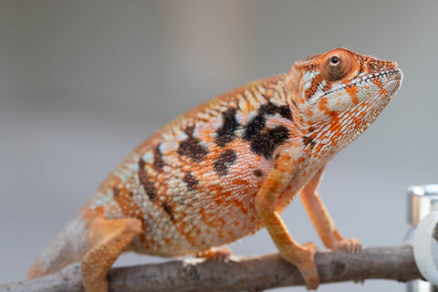 Pet Female Program! - 5 - 6 Month Old Individual - Female #6