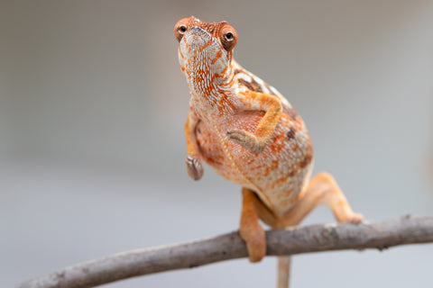 Pet Female Program! - 5 - 6 Month Old Individual - Female #6