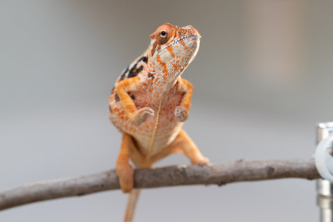 Pet Female Program! - 5 - 6 Month Old Individual - Female #6