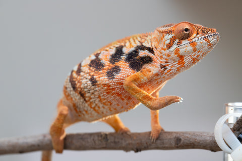 Pet Female Program! - 5 - 6 Month Old Individual - Female #6
