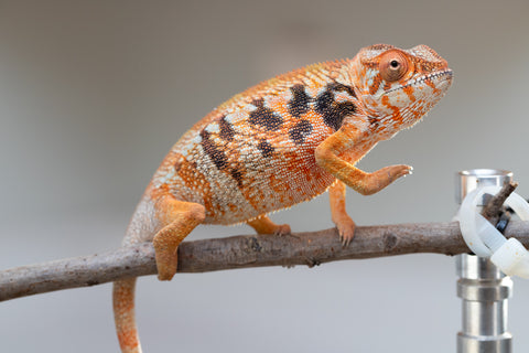 Pet Female Program! - 5 - 6 Month Old Individual - Female #6