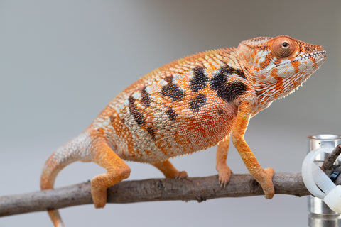 Pet Female Program! - 5 - 6 Month Old Individual - Female #6